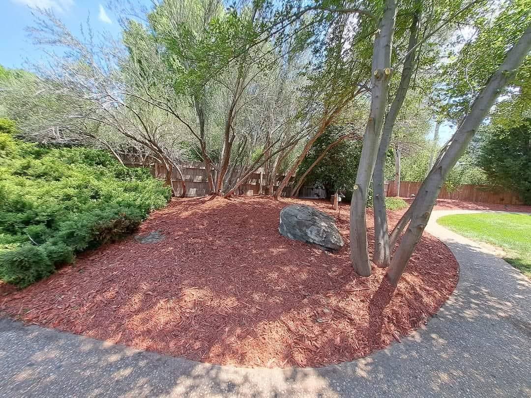 Mulch bed installation around large trees with manicured shrubs